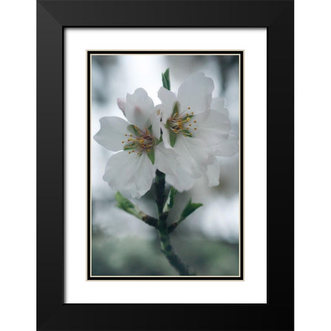 Spring Blossoms II Black Modern Wood Framed Art Print with Double Matting by Geyman, Vitaly