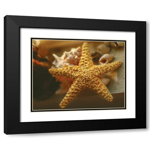 Starfish I Black Modern Wood Framed Art Print with Double Matting by Clayton-Thompson, Philip