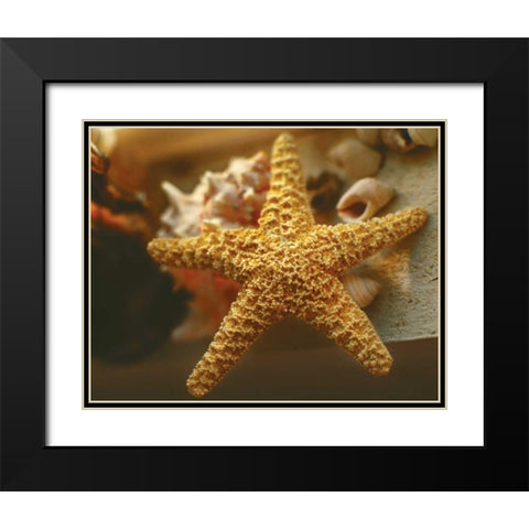 Starfish I Black Modern Wood Framed Art Print with Double Matting by Clayton-Thompson, Philip