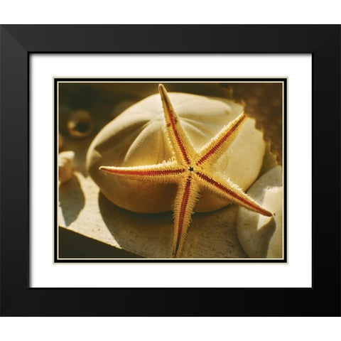 Starfish II Black Modern Wood Framed Art Print with Double Matting by Clayton-Thompson, Philip