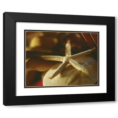 Starfish III Black Modern Wood Framed Art Print with Double Matting by Clayton-Thompson, Philip