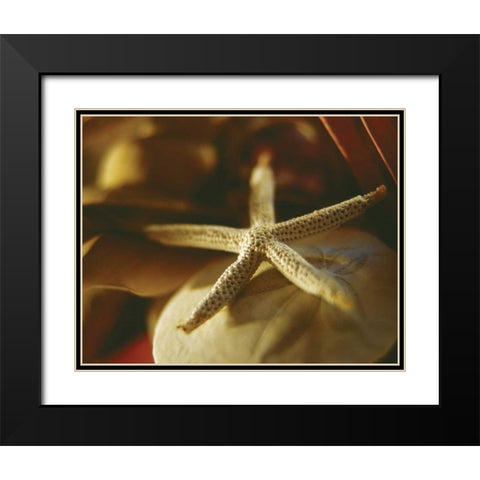 Starfish III Black Modern Wood Framed Art Print with Double Matting by Clayton-Thompson, Philip