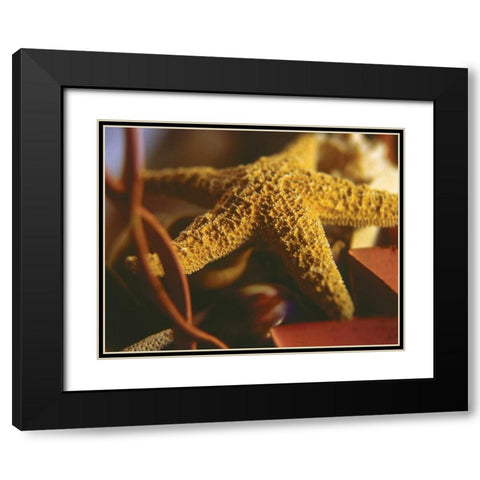 Starfish IV Black Modern Wood Framed Art Print with Double Matting by Clayton-Thompson, Philip