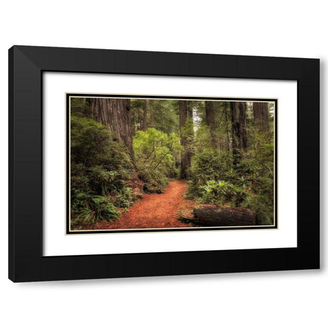 Redwood Trail Black Modern Wood Framed Art Print with Double Matting by Head, Danny