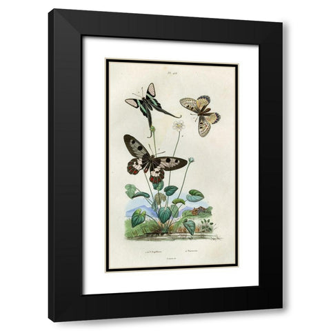 Papillons - Parnassie Black Modern Wood Framed Art Print with Double Matting by Art Licensing Studio