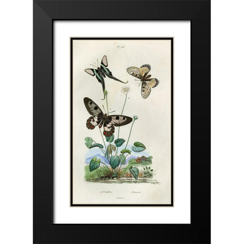Papillons - Parnassie Black Modern Wood Framed Art Print with Double Matting by Art Licensing Studio