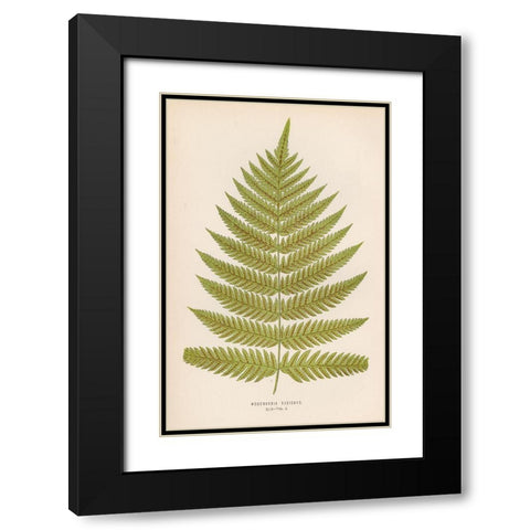 Woodwardia Radicans Black Modern Wood Framed Art Print with Double Matting by Art Licensing Studio