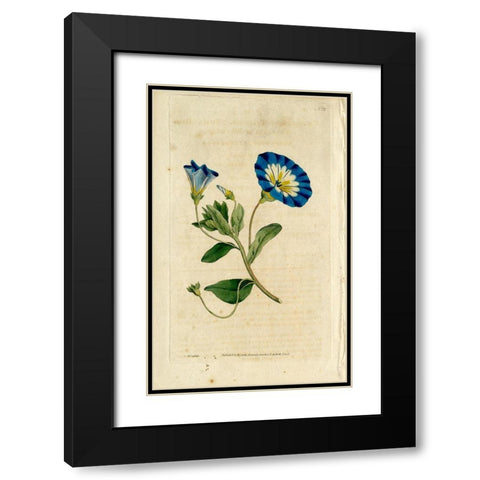 Blue Flower Black Modern Wood Framed Art Print with Double Matting by Art Licensing Studio