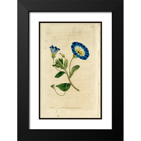 Blue Flower Black Modern Wood Framed Art Print with Double Matting by Art Licensing Studio