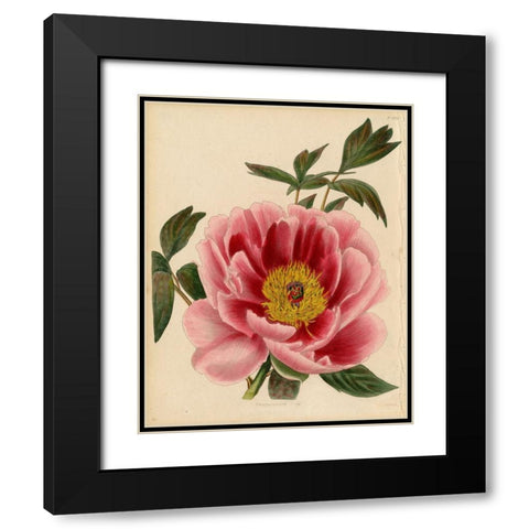 Paeonia Montan Black Modern Wood Framed Art Print with Double Matting by Art Licensing Studio