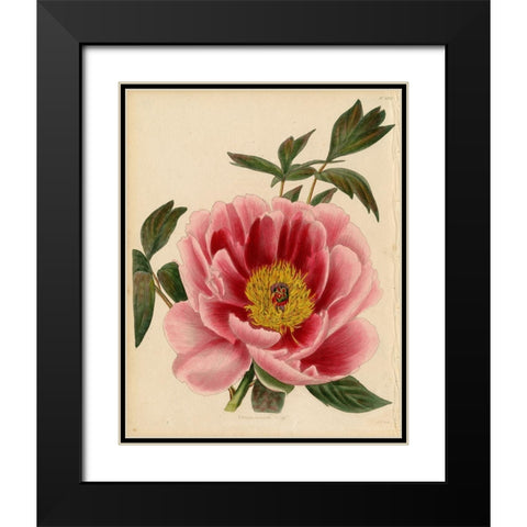 Paeonia Montan Black Modern Wood Framed Art Print with Double Matting by Art Licensing Studio