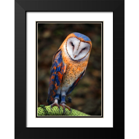 Cute Owl Black Modern Wood Framed Art Print with Double Matting by Heine, Ben