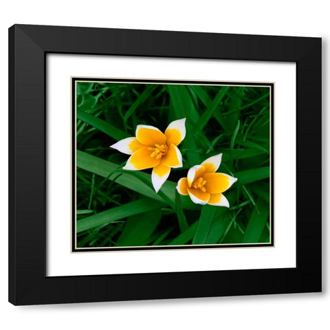 Birth Black Modern Wood Framed Art Print with Double Matting by Heine, Ben