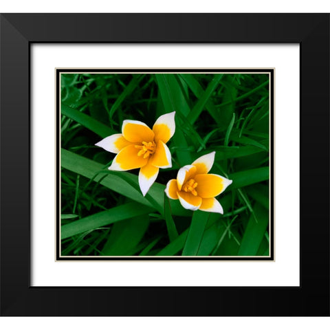 Birth Black Modern Wood Framed Art Print with Double Matting by Heine, Ben