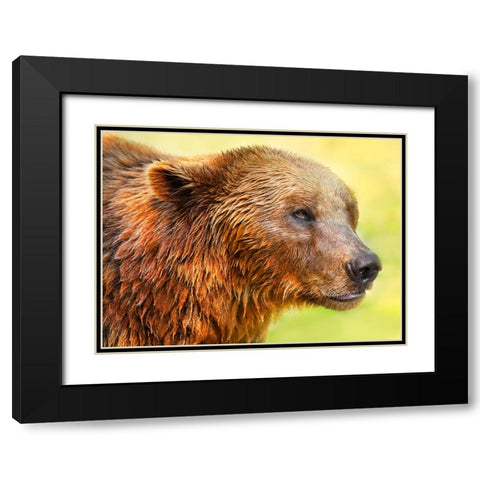 Cute Bear 2 Black Modern Wood Framed Art Print with Double Matting by Heine, Ben