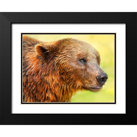 Cute Bear 2 Black Modern Wood Framed Art Print with Double Matting by Heine, Ben