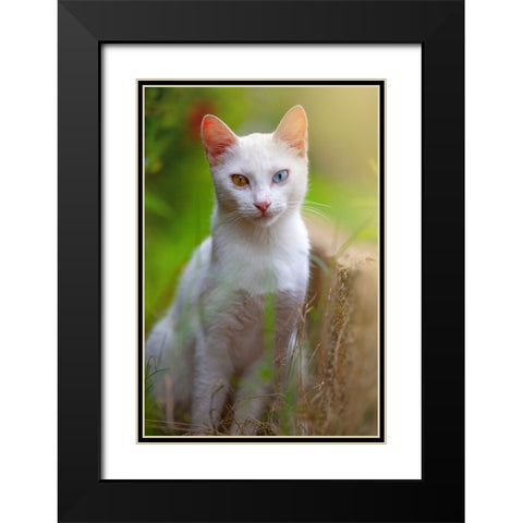 Tunisia 80 Black Modern Wood Framed Art Print with Double Matting by Heine, Ben