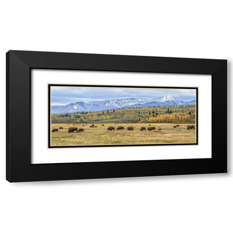 Grand Teton Bison Grazing Black Modern Wood Framed Art Print with Double Matting by Galloimages Online