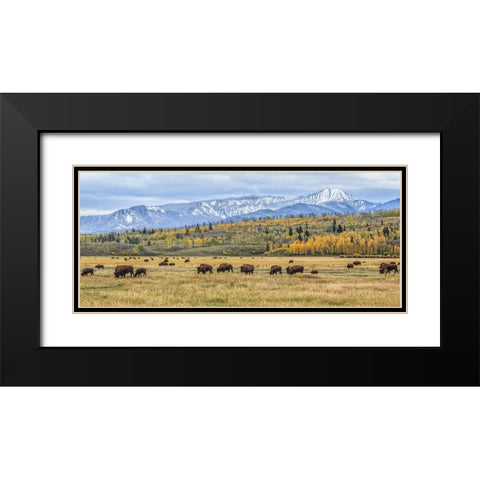 Grand Teton Bison Grazing Black Modern Wood Framed Art Print with Double Matting by Galloimages Online