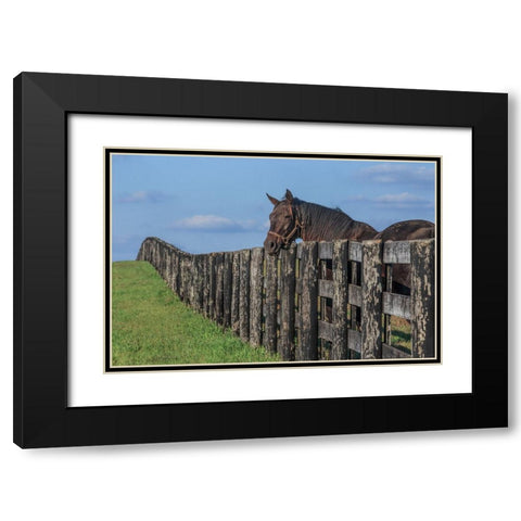 Hanging Out Black Modern Wood Framed Art Print with Double Matting by Galloimages Online
