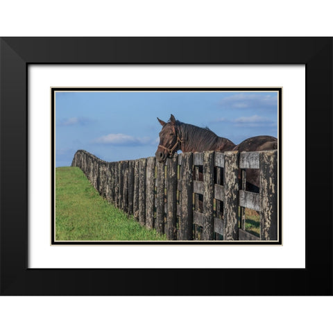 Hanging Out Black Modern Wood Framed Art Print with Double Matting by Galloimages Online