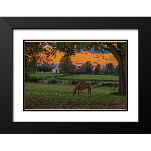 Horse Farm Sunset Black Modern Wood Framed Art Print with Double Matting by Galloimages Online