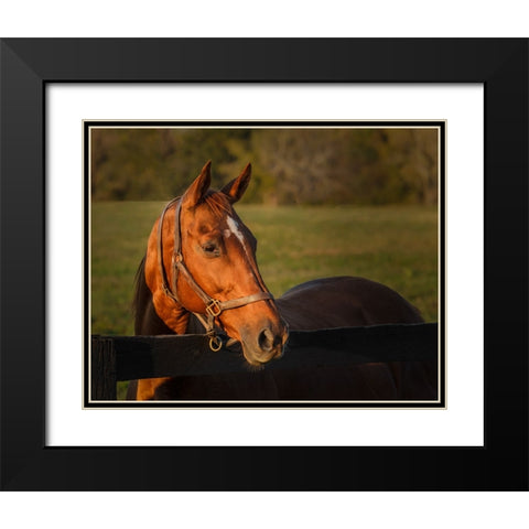 Horse Portrait Black Modern Wood Framed Art Print with Double Matting by Galloimages Online