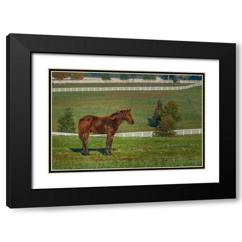 Out Standing In His Field (Oil Paint) Black Modern Wood Framed Art Print with Double Matting by Galloimages Online