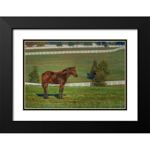 Out Standing In His Field (Oil Paint) Black Modern Wood Framed Art Print with Double Matting by Galloimages Online
