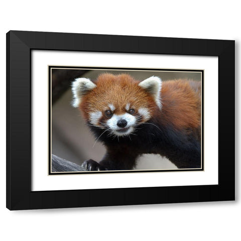 Red Panda Black Modern Wood Framed Art Print with Double Matting by Galloimages Online