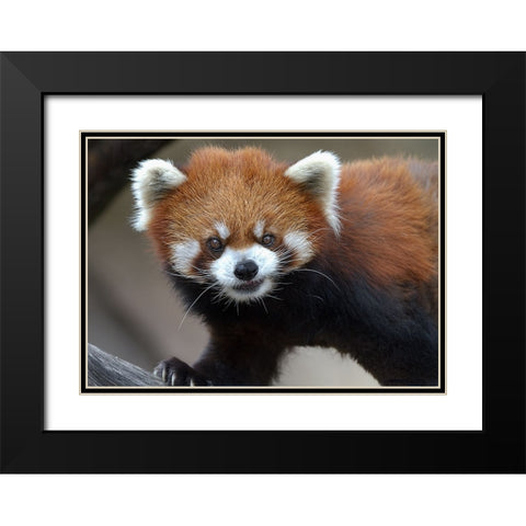 Red Panda Black Modern Wood Framed Art Print with Double Matting by Galloimages Online