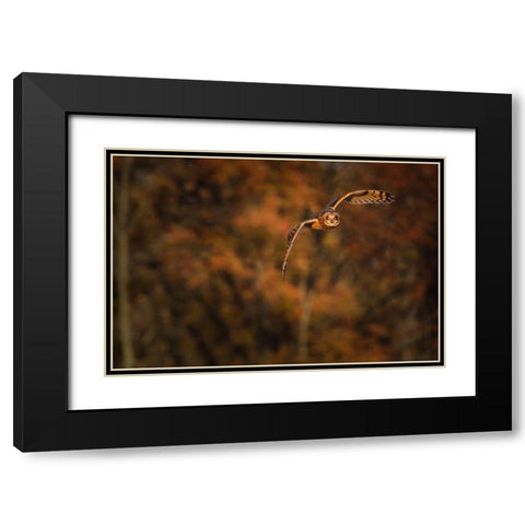 Short Eared Owl Black Modern Wood Framed Art Print with Double Matting by Galloimages Online