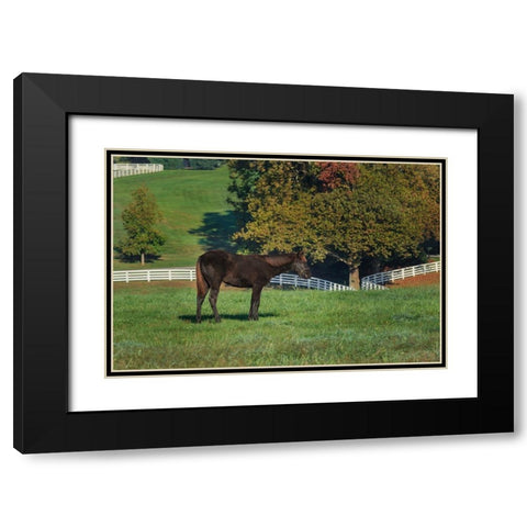 The Mane Event Black Modern Wood Framed Art Print with Double Matting by Galloimages Online