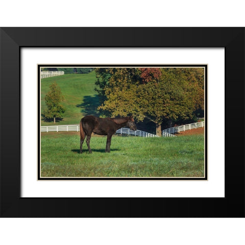 The Mane Event Black Modern Wood Framed Art Print with Double Matting by Galloimages Online