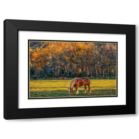 Cades Cove Horses At Sunset Black Modern Wood Framed Art Print with Double Matting by Galloimages Online