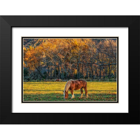 Cades Cove Horses At Sunset Black Modern Wood Framed Art Print with Double Matting by Galloimages Online