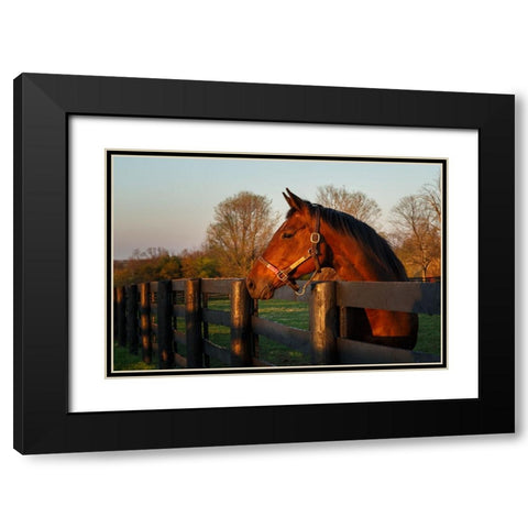 Horse At Sunset Black Modern Wood Framed Art Print with Double Matting by Galloimages Online