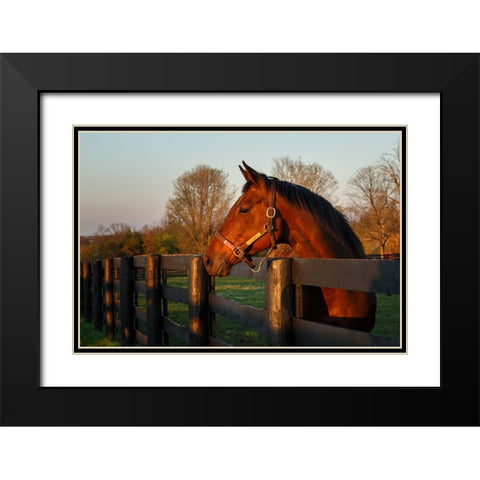 Horse At Sunset Black Modern Wood Framed Art Print with Double Matting by Galloimages Online