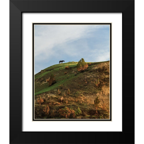 Horse On Hill (TRNP) Black Modern Wood Framed Art Print with Double Matting by Galloimages Online