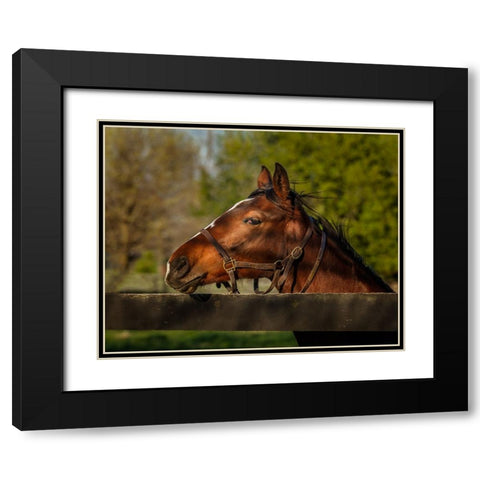 Horse Portrait Black Modern Wood Framed Art Print with Double Matting by Galloimages Online