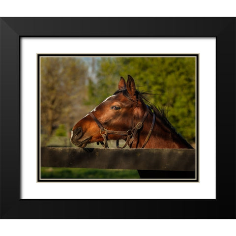 Horse Portrait Black Modern Wood Framed Art Print with Double Matting by Galloimages Online