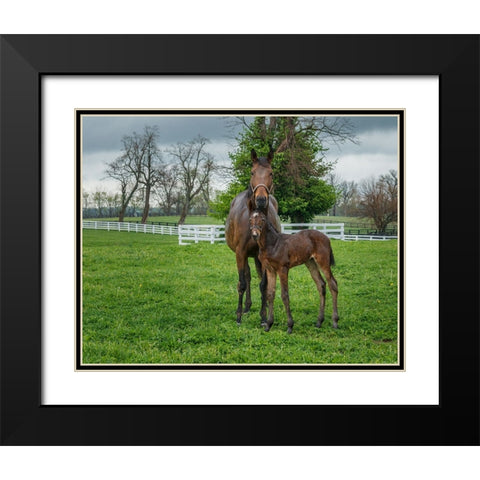 Mare And Foal 2 Black Modern Wood Framed Art Print with Double Matting by Galloimages Online