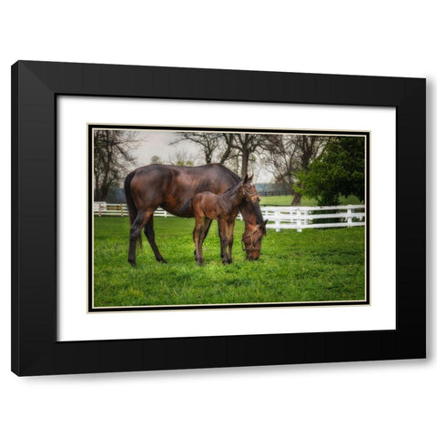 Mare And Foal Together Black Modern Wood Framed Art Print with Double Matting by Galloimages Online