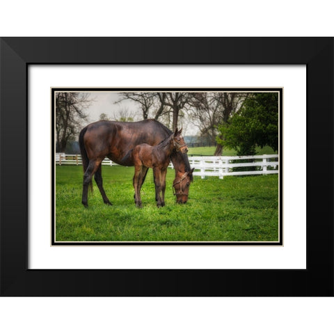 Mare And Foal Together Black Modern Wood Framed Art Print with Double Matting by Galloimages Online