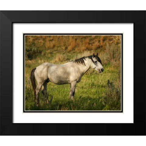 Wild Horse Black Modern Wood Framed Art Print with Double Matting by Galloimages Online