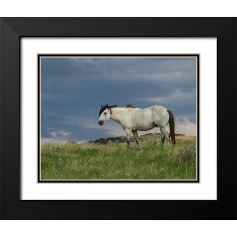Wild Horse - Stallion (Storm) Black Modern Wood Framed Art Print with Double Matting by Galloimages Online