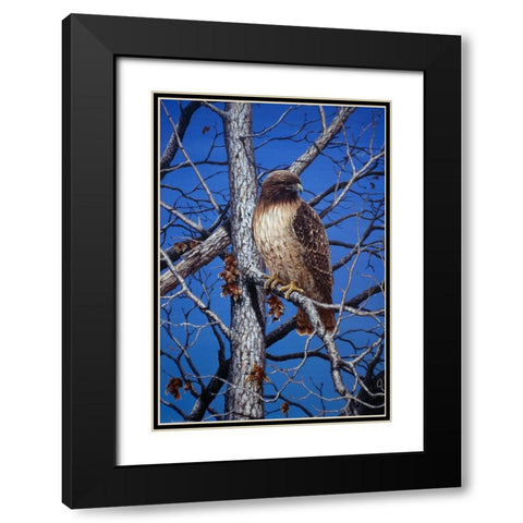 Red Tailed Hawk Black Modern Wood Framed Art Print with Double Matting by Tift, Jeff