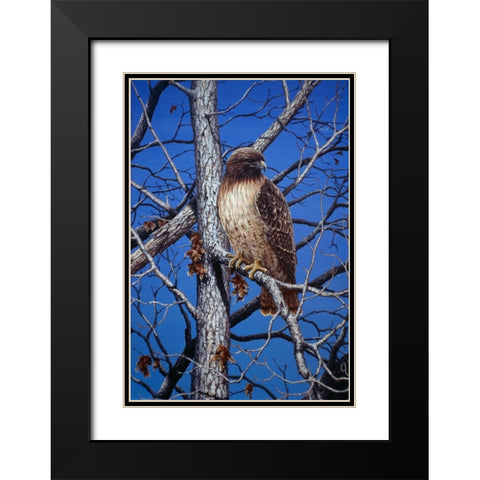 Red Tailed Hawk Black Modern Wood Framed Art Print with Double Matting by Tift, Jeff