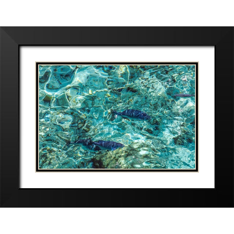 Maldives Fishes in the Clear Water 1 Black Modern Wood Framed Art Print with Double Matting by Jenny Rainbow Fine Art
