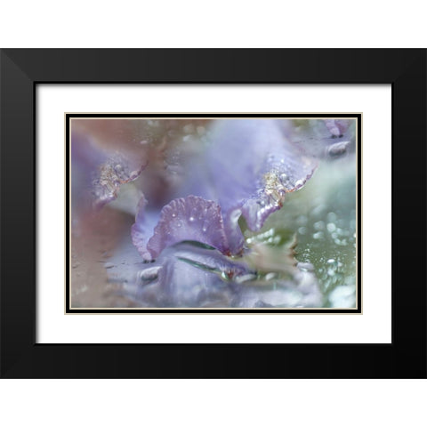 Morning Diamonds Iris Macro 1 Black Modern Wood Framed Art Print with Double Matting by Jenny Rainbow Fine Art